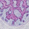 PAS Staining Kit ref 05279291001 tranche 5