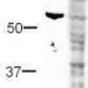 Peptide HA tag 1 mg