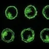 Pkh67 green fluorescent cell linker kit 1 kit