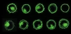 Pkh67 green fluorescent cell linker kit 1 kit