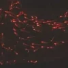 Pkh26 red fluorescent cell linker midi k 1 kit