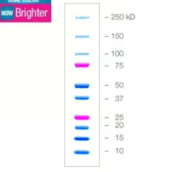 Precision Plus Protein Dual Color Standards 500 microliter 50 applications 0,5 mL