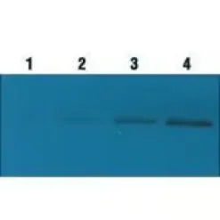 Qentix western blot signal 500 ml