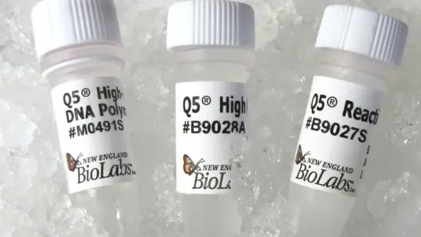 Q5 high-fidelity dna polymerase 100 unités