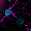 Quencher trueblack lipofuscin autofluorescence 20x in dmf 1 ml