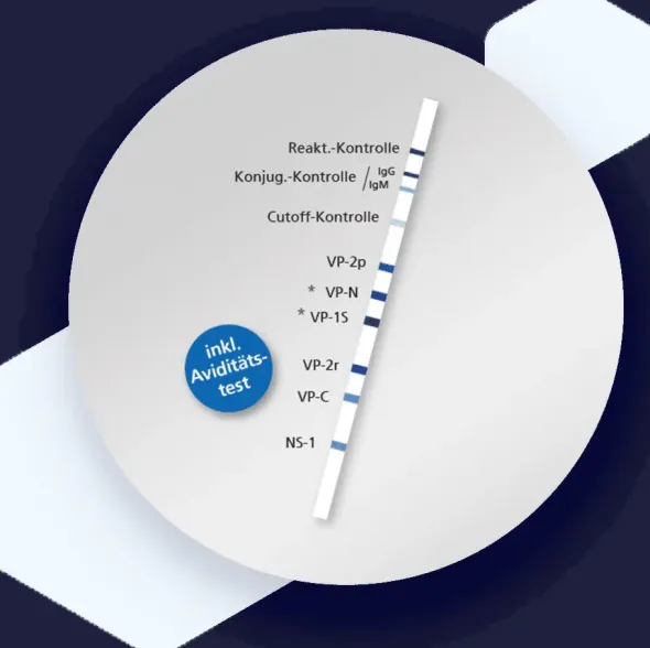 RecomLine Parvovirus B19 IgM