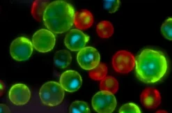 Resazurin cell viability assay kit 10000 réactions