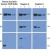 Restore plus western blot 30 ml