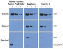 Restore plus western blot 30 ml