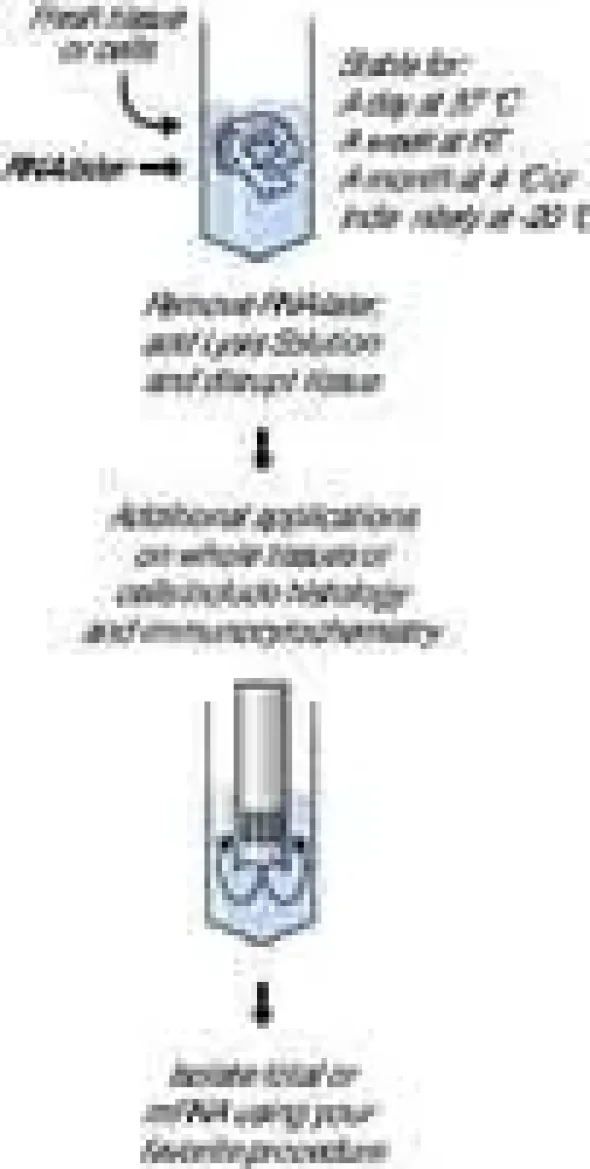 Rnalater 100 ml