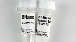 Rnase h recombinant 250 unités
