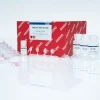 RNeasy Mini Kit (50)