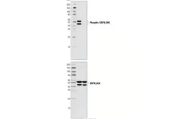 SAPK/JNK Control Cell Extracts 150 µl