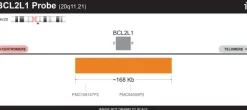 Sonde BCL2L1 FISH probe- Orange - 20 tests