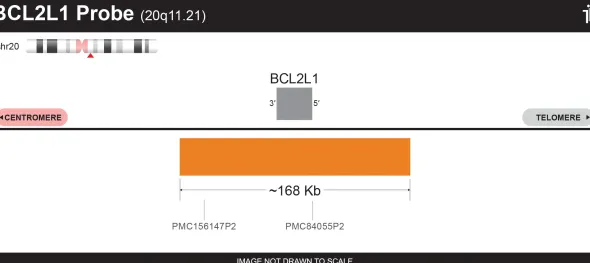Sonde BCL2L1 FISH probe- Orange - 20 tests