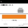 Sonde KRAS FISH probe - 20 tests - Orange