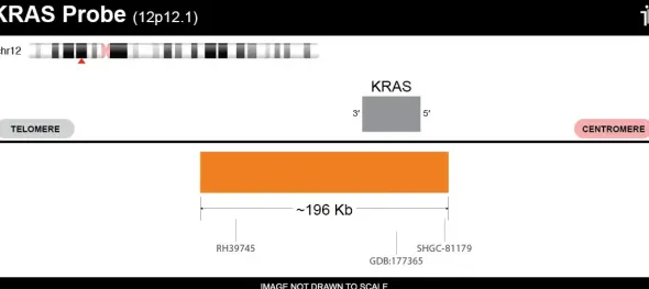 Sonde KRAS FISH probe - 20 tests - Orange