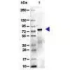 TRANSFERRIN Mouse 10 mg