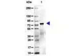 TRANSFERRIN Mouse 10 mg