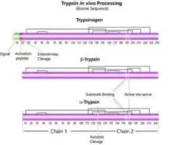 Trypsin from bovine pancreas 1 g