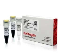 Ultra low range dna ladder-50 µg