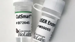 User enzyme recombinant 250 unités