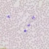 Wright-giemsa stain modified (manual) 500 ml