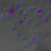 Zombie Violet Fixable Viability Kit 100 tests