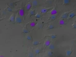 Zombie Violet Fixable Viability Kit 100 tests